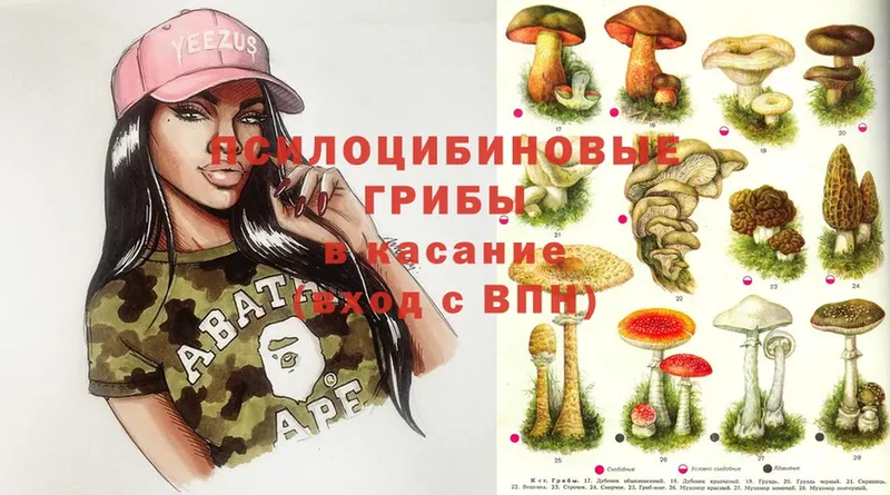 как найти   Электросталь  Псилоцибиновые грибы Magic Shrooms 