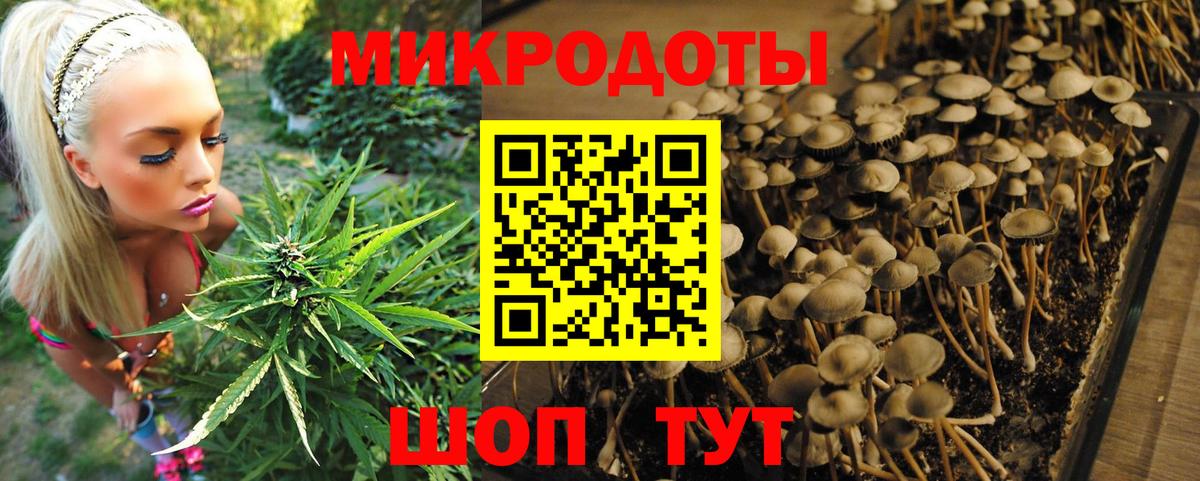 Галлюциногенные грибы Psilocybe  Электросталь 